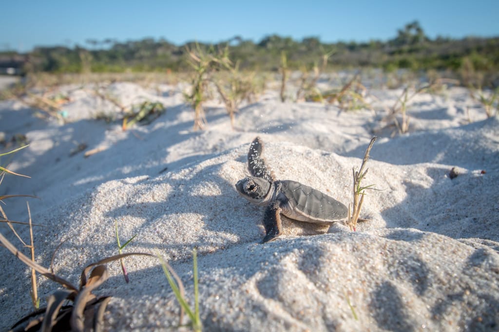 Baby Green sea turtle on the beach on the Swahili coast, Tanzania.