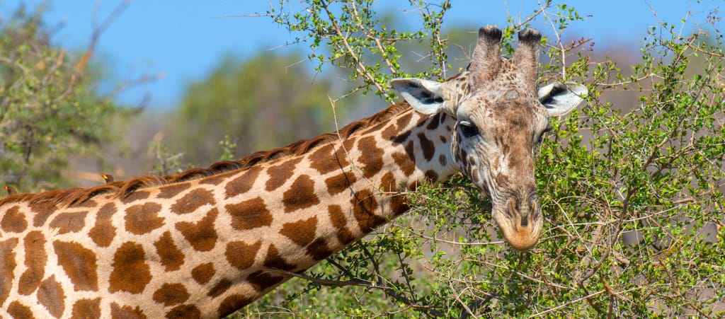 Giraffe in National park of Kenya, Africa