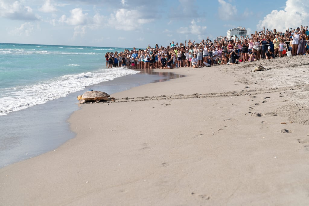 Loggerhead Marinelife Center releases two sea turtles back to sea: a Loggerhead named Scout who has a satellite tracker attached to him, and a Green sea turtle named Marge.
