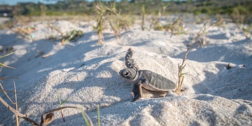 Baby Green sea turtle on the beach on the Swahili coast, Tanzania.