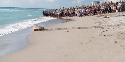 Loggerhead Marinelife Center releases two sea turtles back to sea: a Loggerhead named Scout who has a satellite tracker attached to him, and a Green sea turtle named Marge.